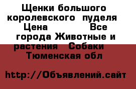 Щенки большого (королевского) пуделя › Цена ­ 25 000 - Все города Животные и растения » Собаки   . Тюменская обл.